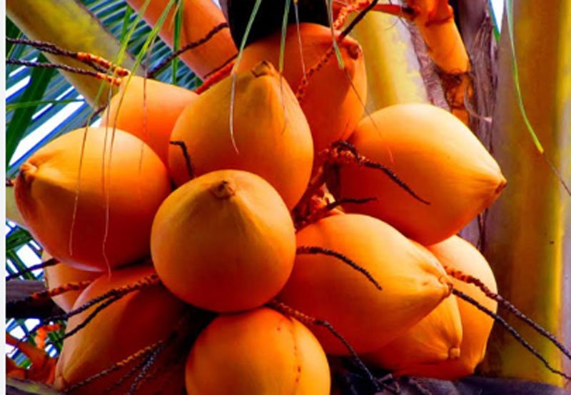Sri Lankan exporters keep King Coconut prices at Rs 2000