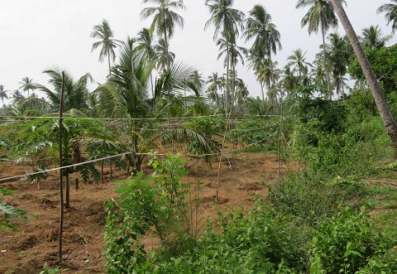71% cultivated land damaged in 2023&ndash;24 Maha season
