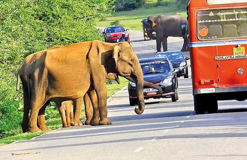 Drivers warned against feeding elephants on Yala road