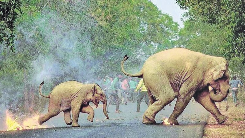 Ministry Takes Steps to Reduce Human-Elephant Conflict