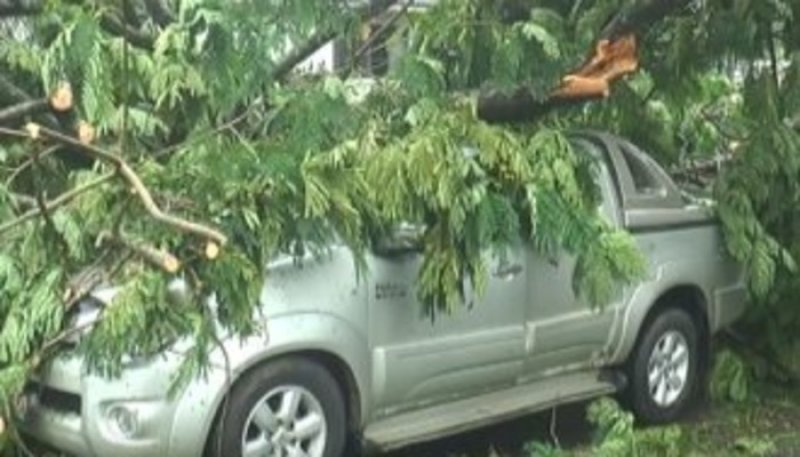 Tree Falls Near Cemetery Roundabout in Borella