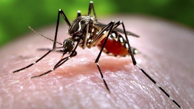US approves first vaccine against chikungunya virus