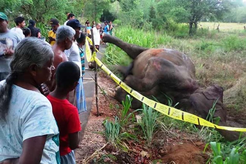Police shoot and kill wild elephant in Bakamoona