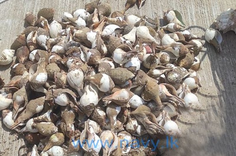 Navy apprehends 03 for shell fishing in Kalpitiya seas