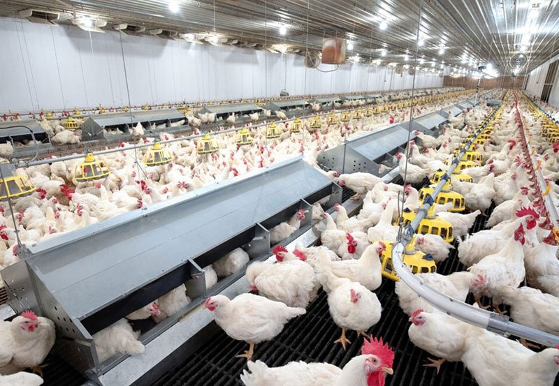 India to invest in poultry farming in Sri Lanka