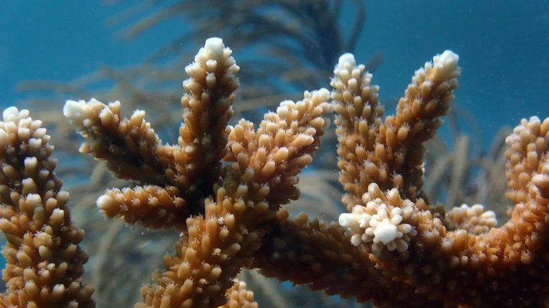 Global Ocean Temperatures Soared to the Highest level 