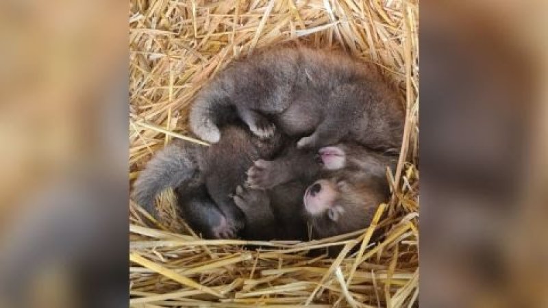Two red panda cubs born at England's Whipsnade&nbsp;Zoo