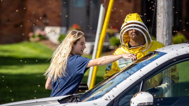Canadian authorities race to capture five million bees 