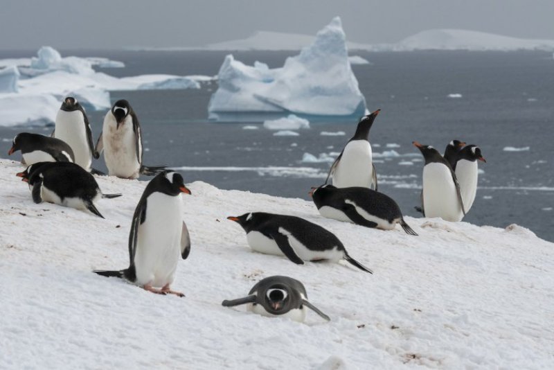 Antarctic winter sea ice hits &lsquo;extreme&rsquo; record low