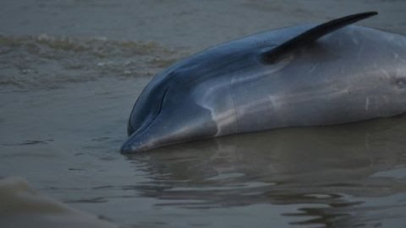 More than 100 dolphins dead in Amazon