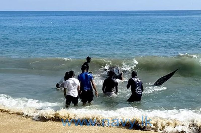 Naval personnel save stranded Whale Shark at Kartivu Beach