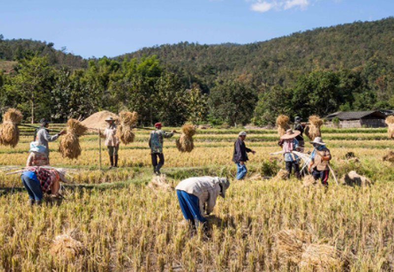 Government intervenes in paddy purchases amid price concerns