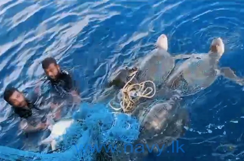 Navy releases 7 sea turtles entangled in  fishing net