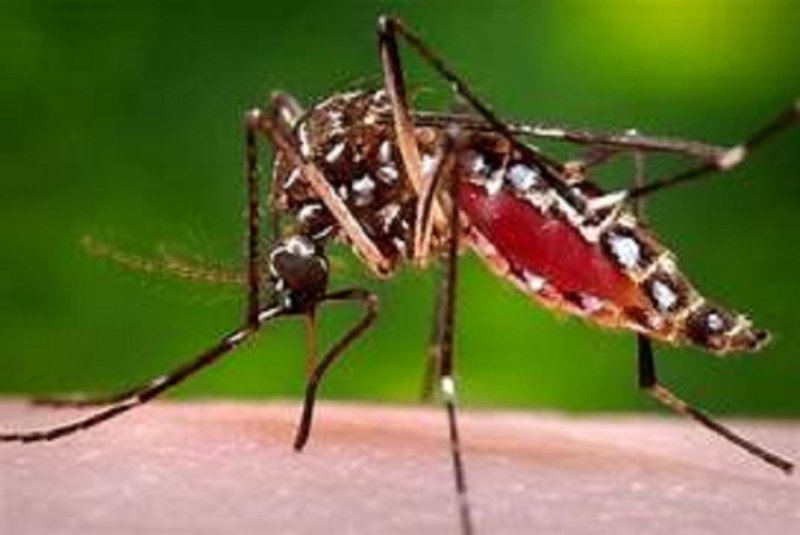 Health Ministry Launches Special Dengue Eradication Program