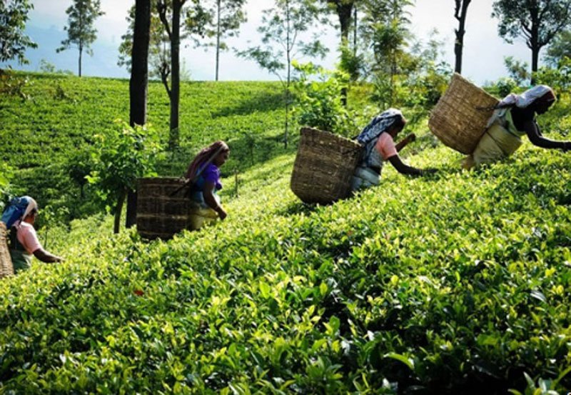 Sri Lanka's October tea exports drop 4% YoY 