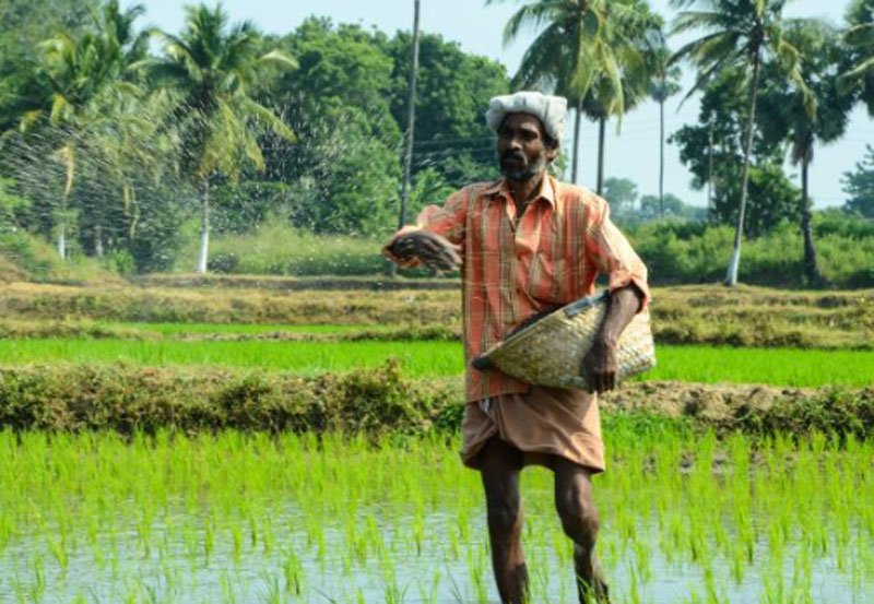 Sri Lanka launches Rs. 9 bn loan scheme to aid paddy industr