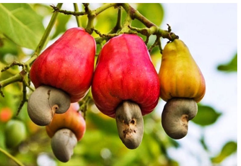 Sri Lanka to import cashew nuts 