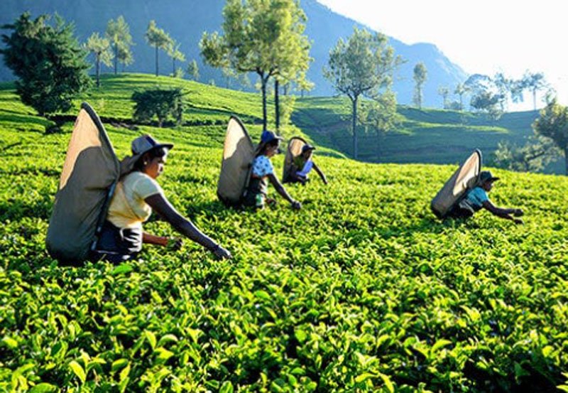 Govt. to reacquire plantations failing to pay minimum wa
