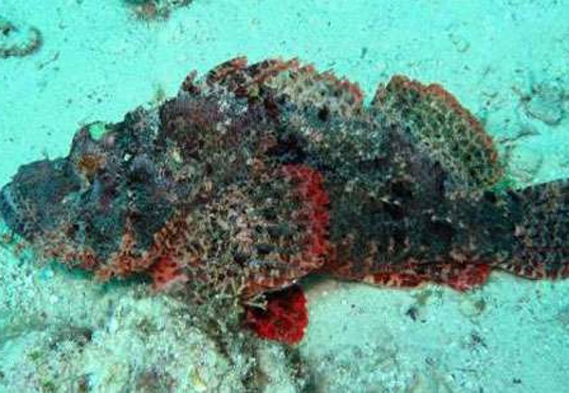 People asked to exercise caution over poisonous fish species