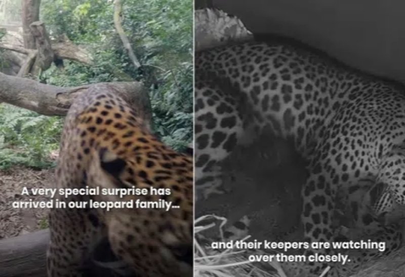 3 rare Sri Lankan leopard cubs born in Singapore Zoo