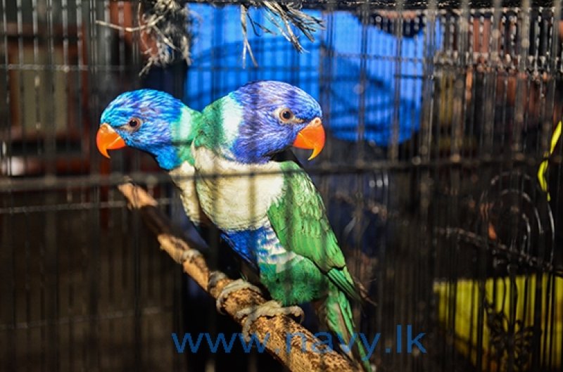 5 arrested for smuggling bird,reptile species in southen sea