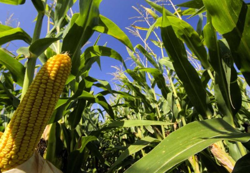 SL implements regulations for genetically engineered food im
