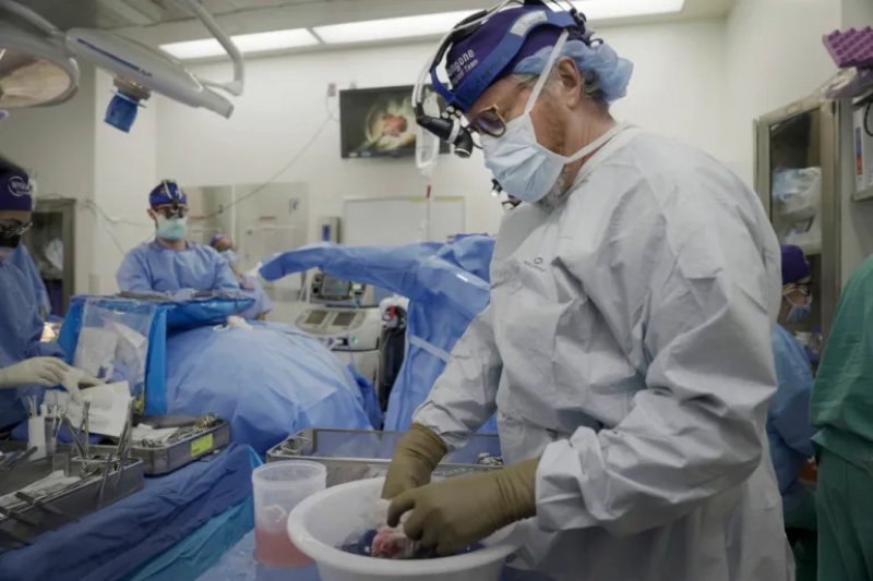 Scientists celebrate as pig kidney function in human body