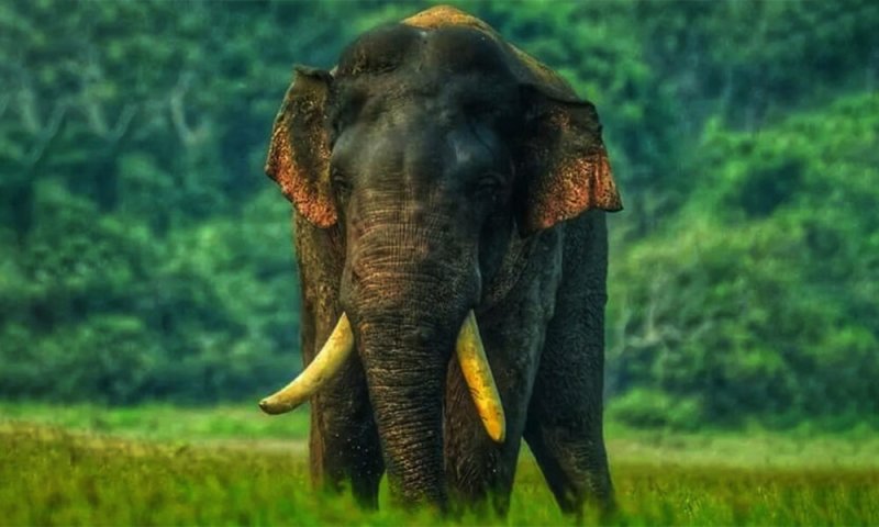 Special army team deployed to locate tusker Agbo