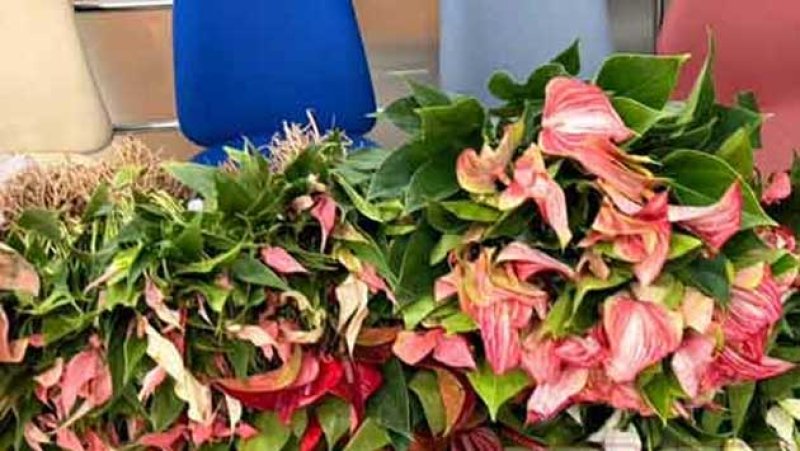 Two women arrested at BIA for smuggling anthurium plants