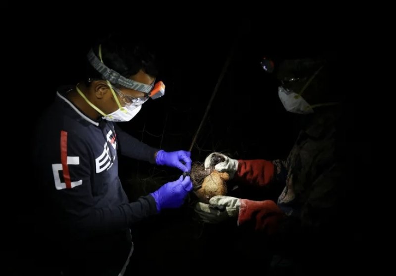 WHO says fatal case of Nipah virus confirmed in Bangladesh