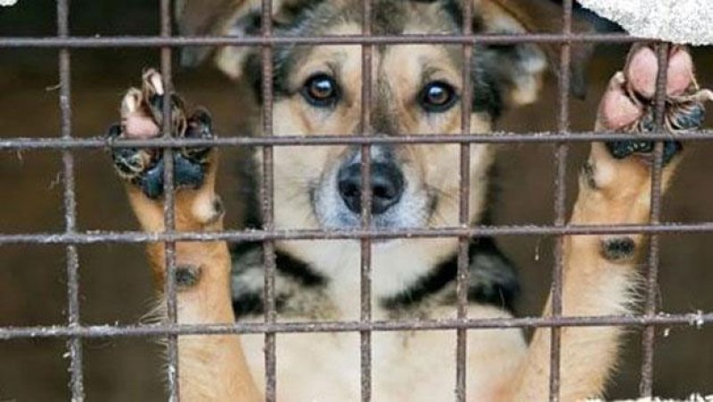 119-year-old animal law set for reform