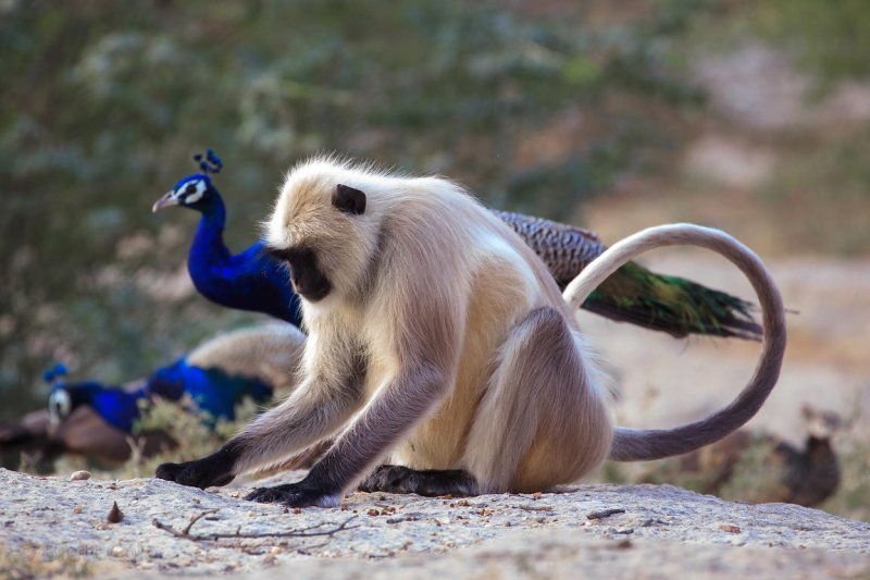  Ministry Sets Up Operation Room for Wildlife Census