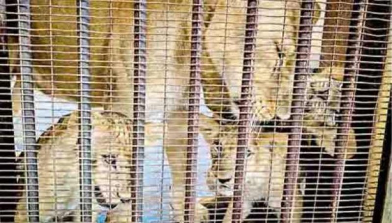 Ridiyagama lioness &lsquo;Dora&rsquo;, Now a mother of three