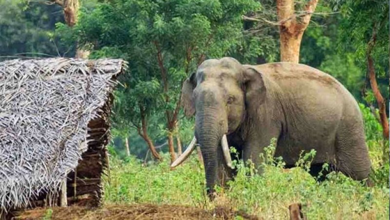 Human-elephant conflict drives 397 elephant deaths in 2025