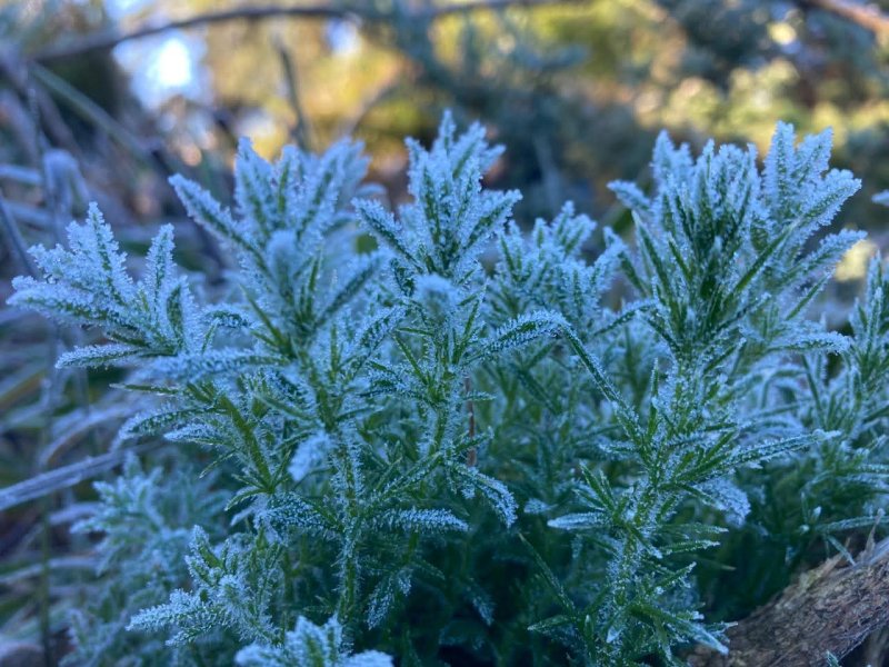 Frost blankets Nuwara Eliya as temperatures dip to 9&deg;C