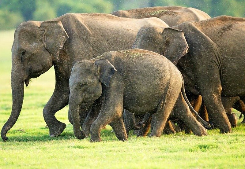 Allegations of govt. plot to wipe wild elephant population 