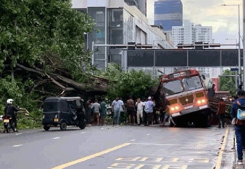 Minister orders to remove hazardous roadside trees 