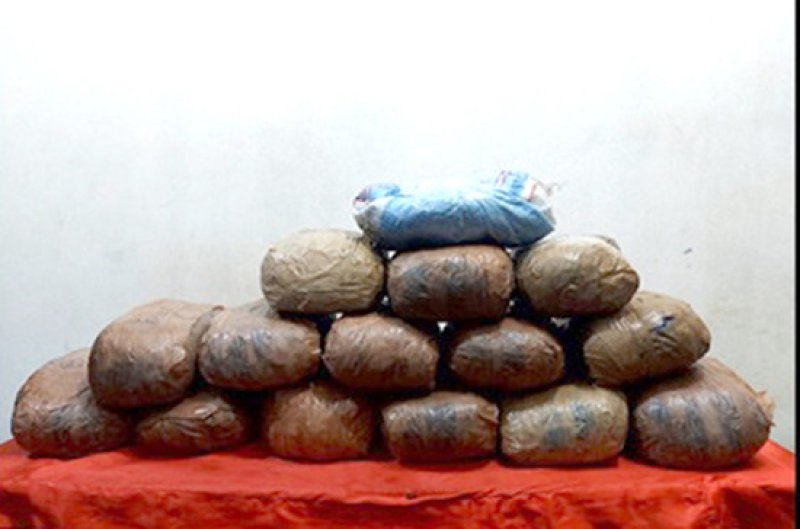 Navy siezed Rs. 21 mn worth cacannabis in Veththalakerni