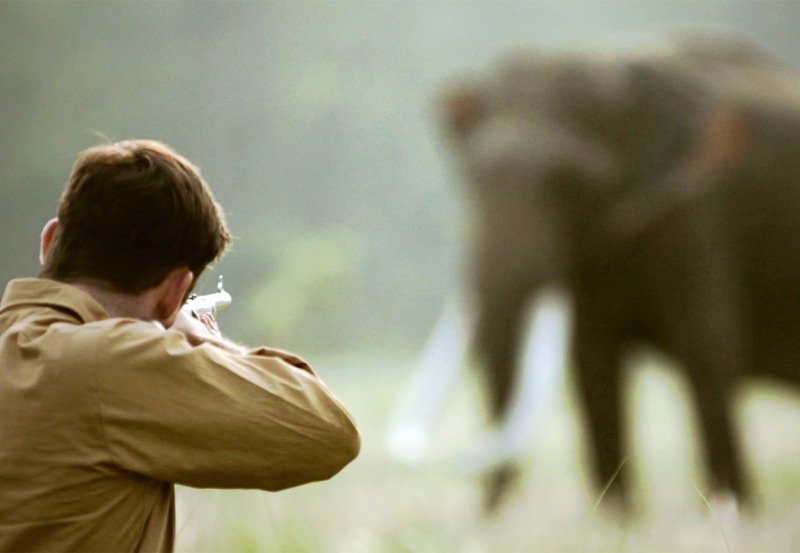 Wildlife officers arrest group for killing elephant calf 