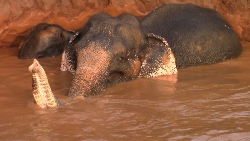 Wildlife officials rescue elephants trapped in farm well 