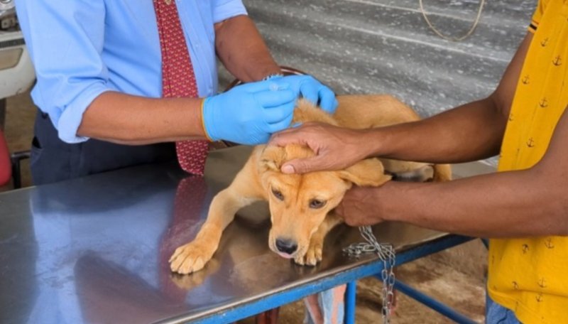 Free rabies vaccination drive in Hatton