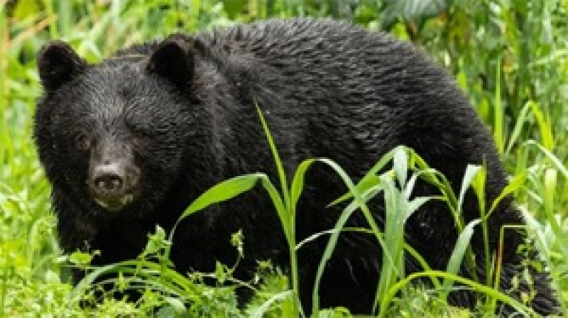 Bears kill seven people in Japan this year