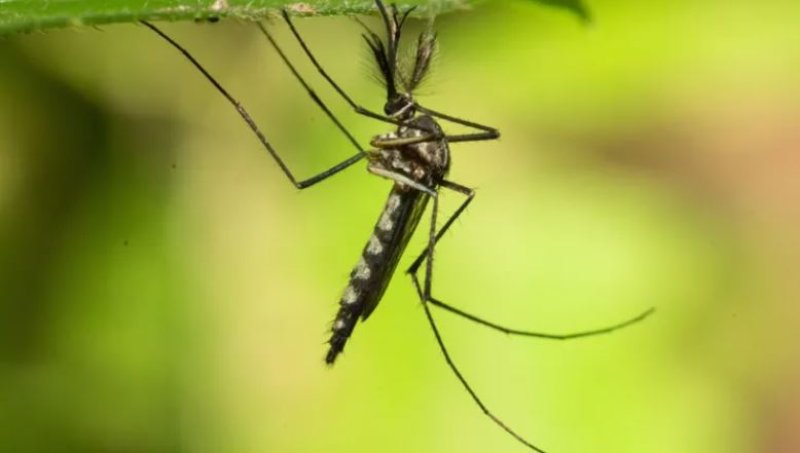 Mosquitoes found in Iceland for first time after record heat