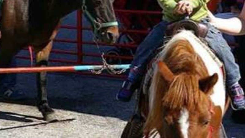 Pony handler arrested over alleged child abuse