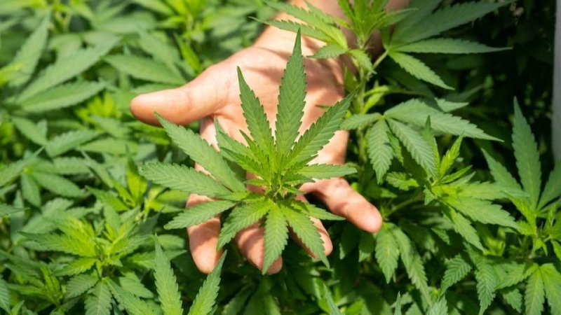 Monk slams move to approve cannabis cultivation