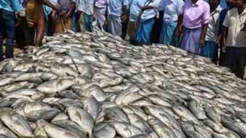 Over Rs. 10 million worth paraw fish caught in Chilaw