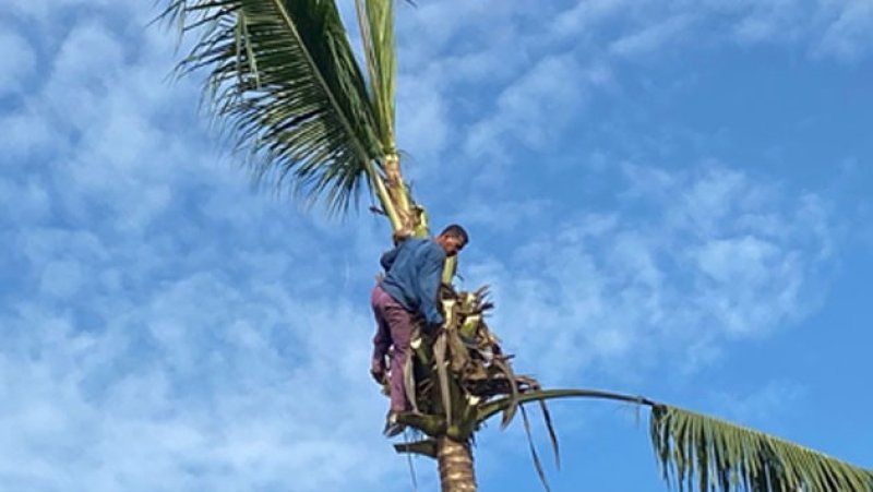 Invasive insect threatens Sri Lanka&rsquo;s coconut industry