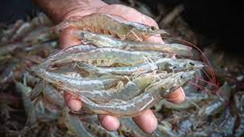 FAO to launch digital Shrimp Industry Information System 