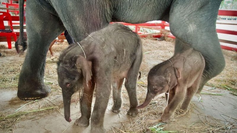 Wild elephant births in Sri Lanka drop by 21%