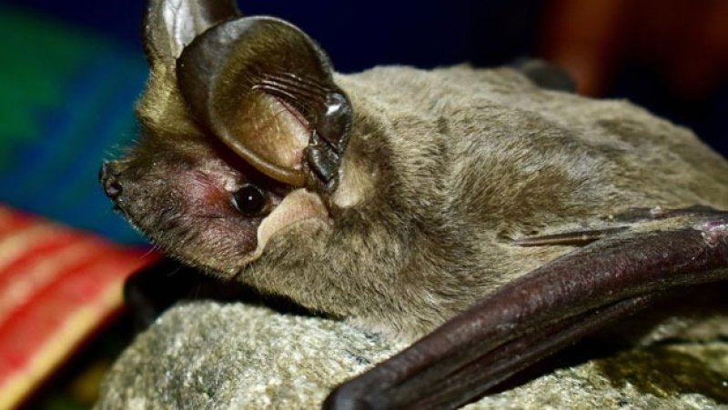 First acoustic record of two rare bats in Sri Lanka